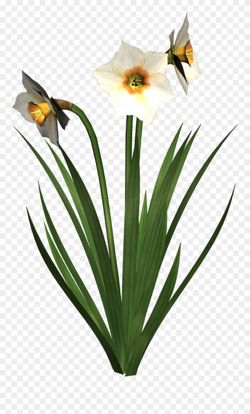 Free High Resolution Graphics And Clip Art - Daffodil - Png Download