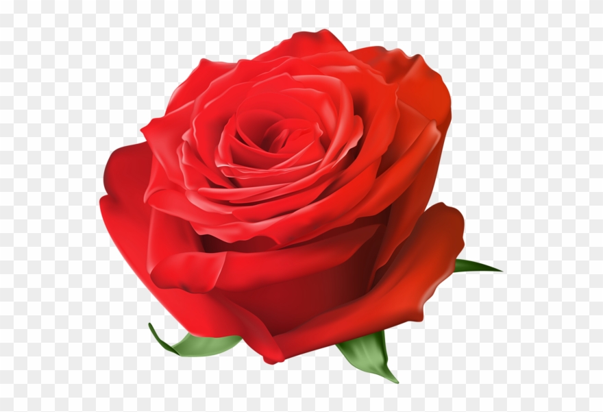 0, - Rose Blau Png Clipart