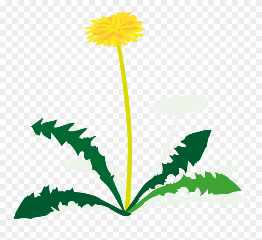 Löwenzahn - Löwenzahn Clipart - Png Download