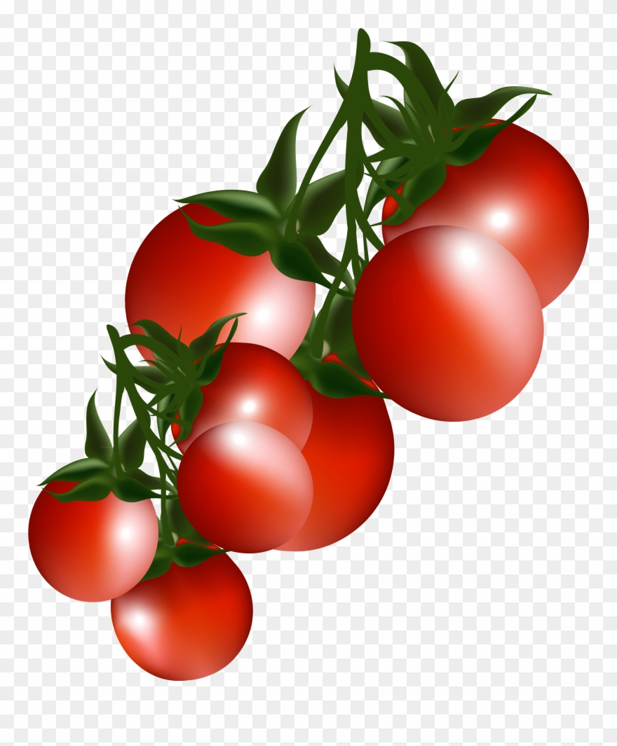 Tomatoes Branch Png Clipart Picture Transparent Png
