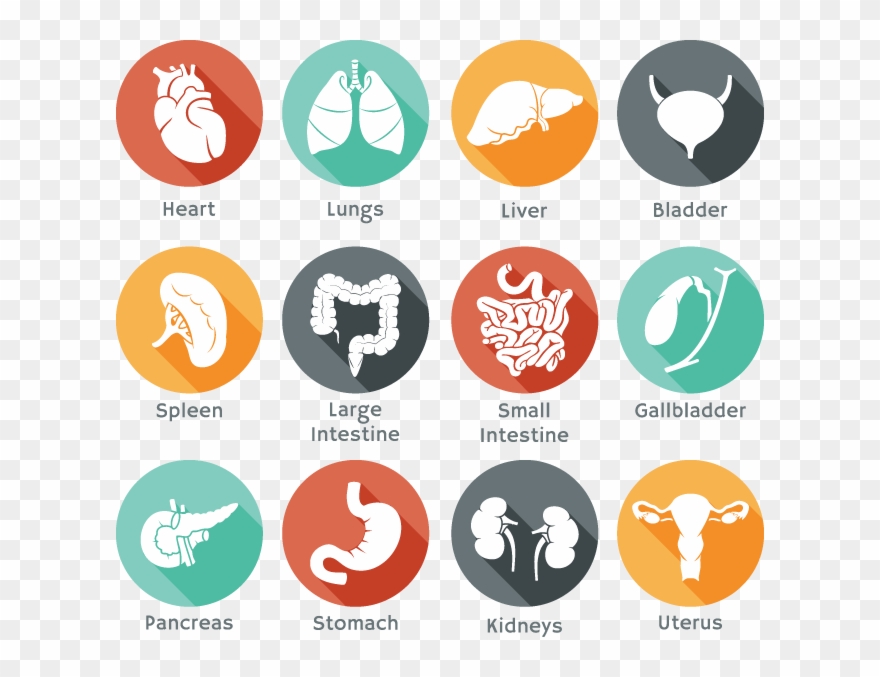 Healthy Vector Clipart Clip Transparent - Organ Icons - Png Download