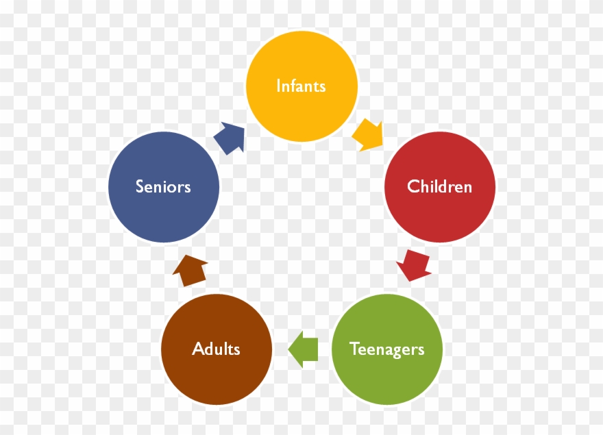 Food And Nutrition Images - Nutrition Through Life Cycle Clipart