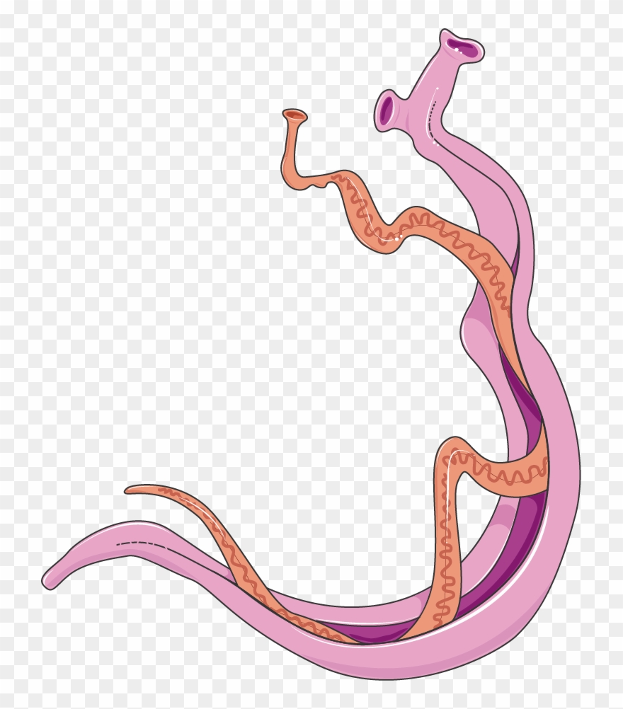 Download The Image - Imagem Schistosoma Mansoni Clipart