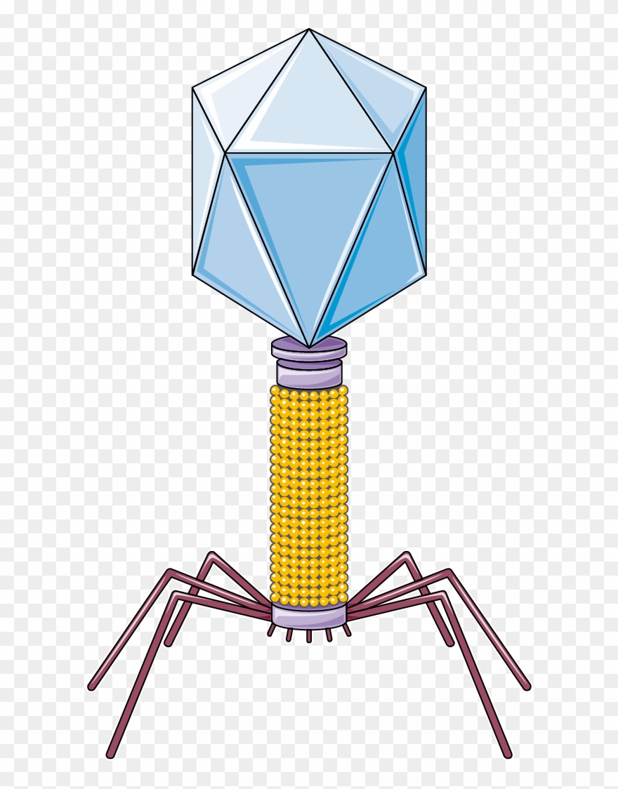 Bacteriophage F - Beer Can House Clipart