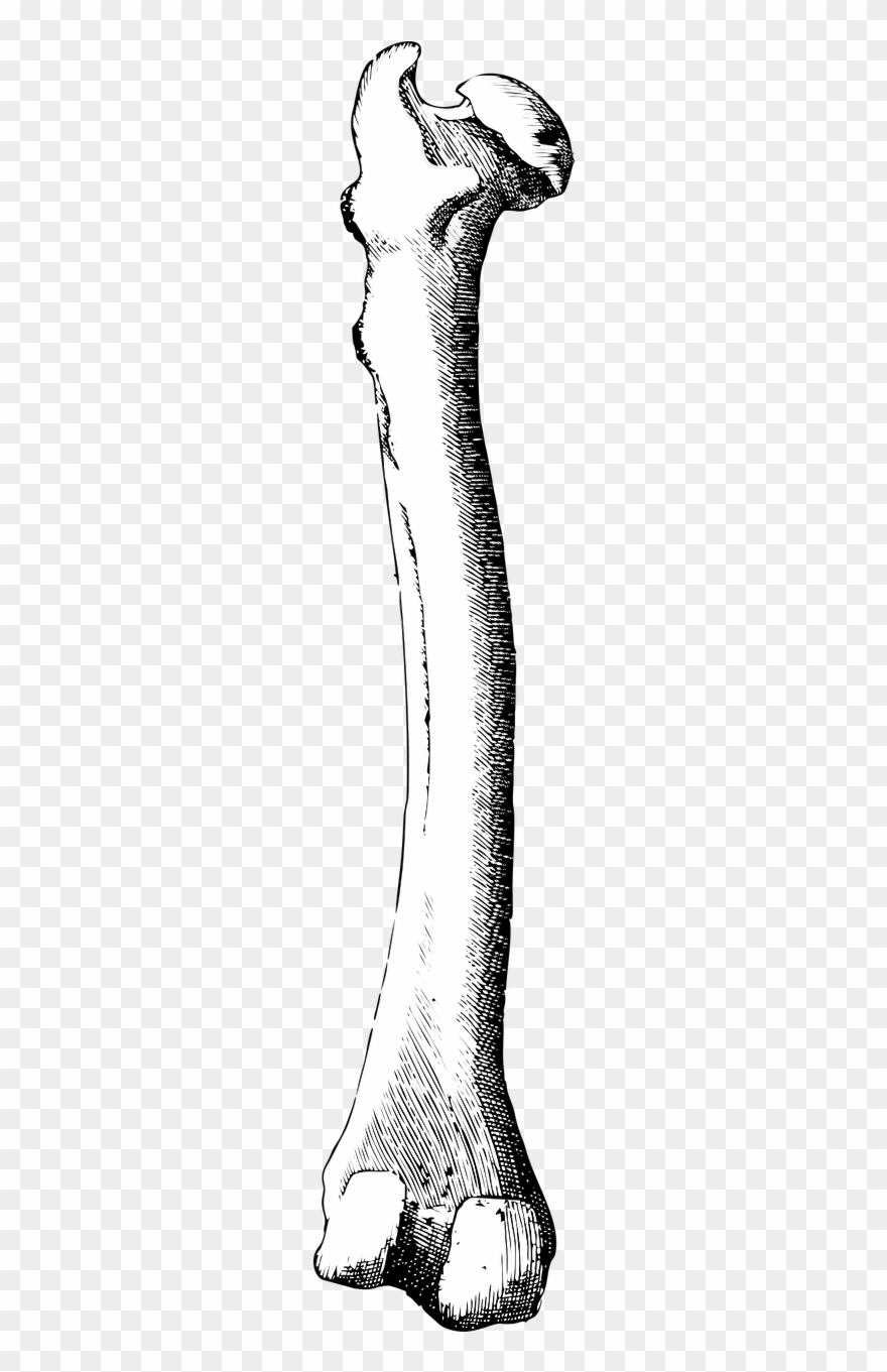 Bone,leg - Bone Clipart