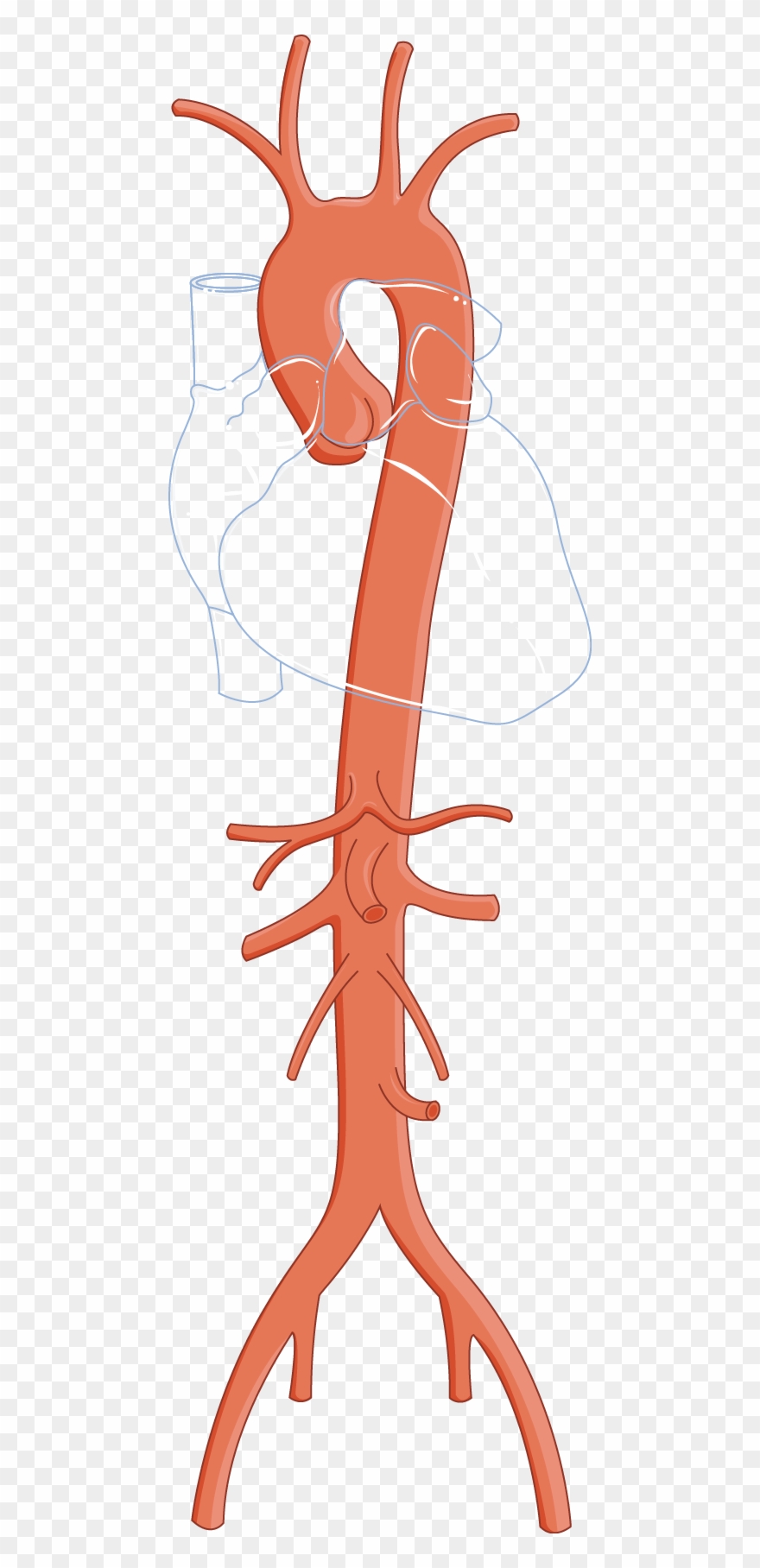 Aorte - Arterial Stiffness Clipart