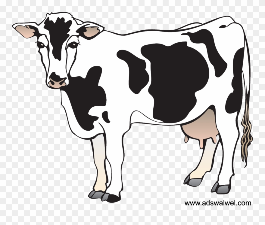 Related Image Cow Illustration, Cow Pictures, Cow Clipart, - Cow Clipart - Png Download