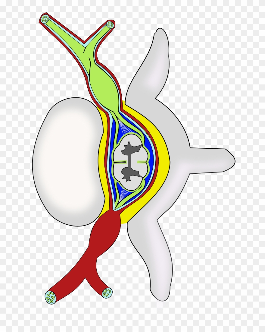 Clip Art Spine Png Jpg Royalty Free Library - Wikimedia Commons Transparent Png