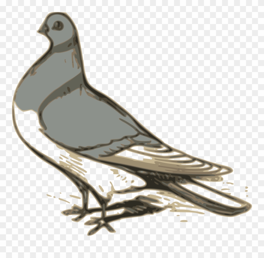 Pigeon Illustration Clipart