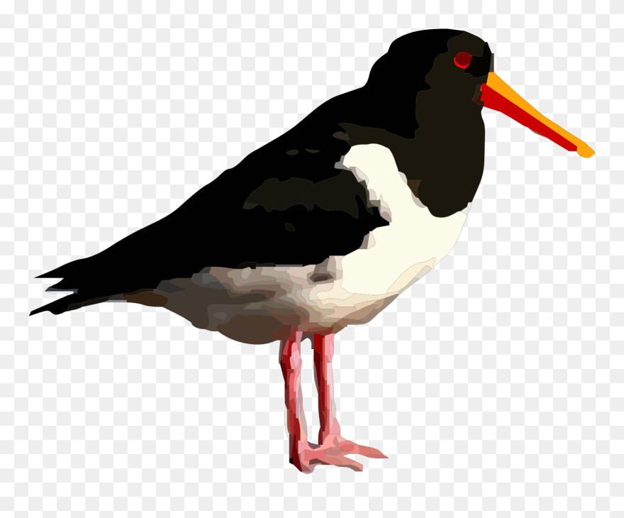 Bird Standing Clipart - Png Download