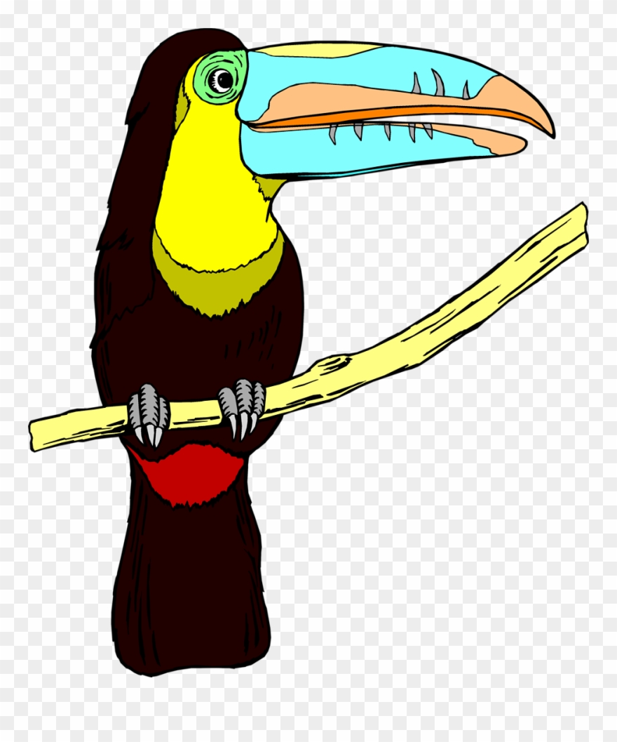 Zoo Clip Art - Fugle Med Store Næb - Png Download