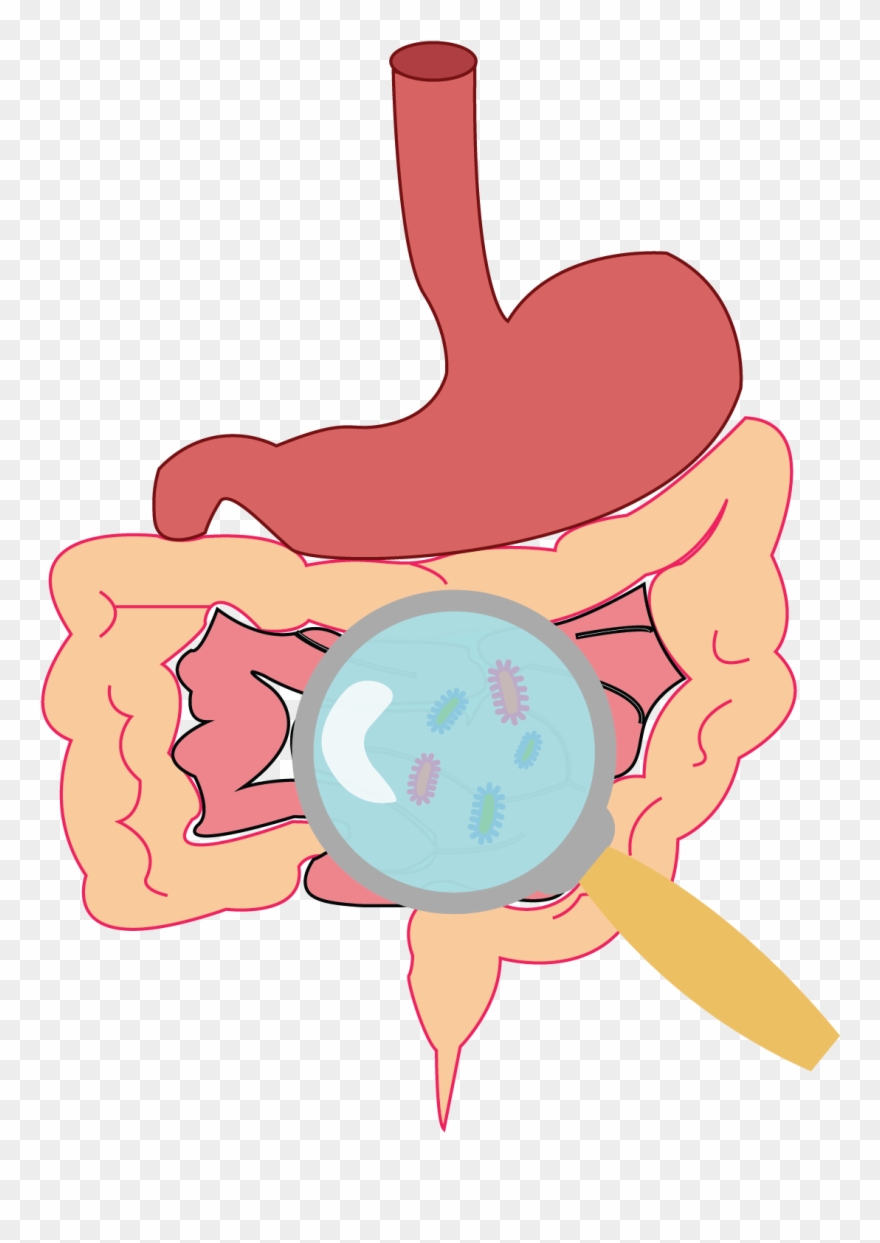 Role Of Microbiome In Enteric Disease - Gut Flora Clipart