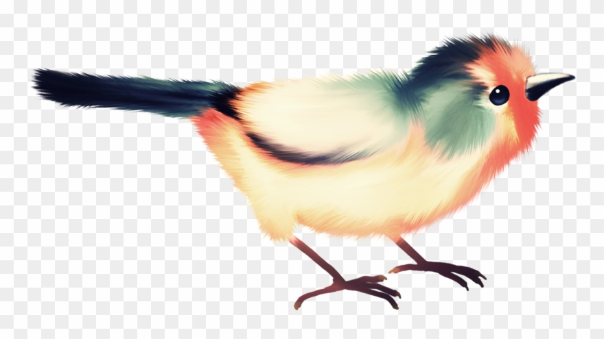 Фотки Birds, Bird Watching, Album, Cute, Clip Art, - Bird - Png Download