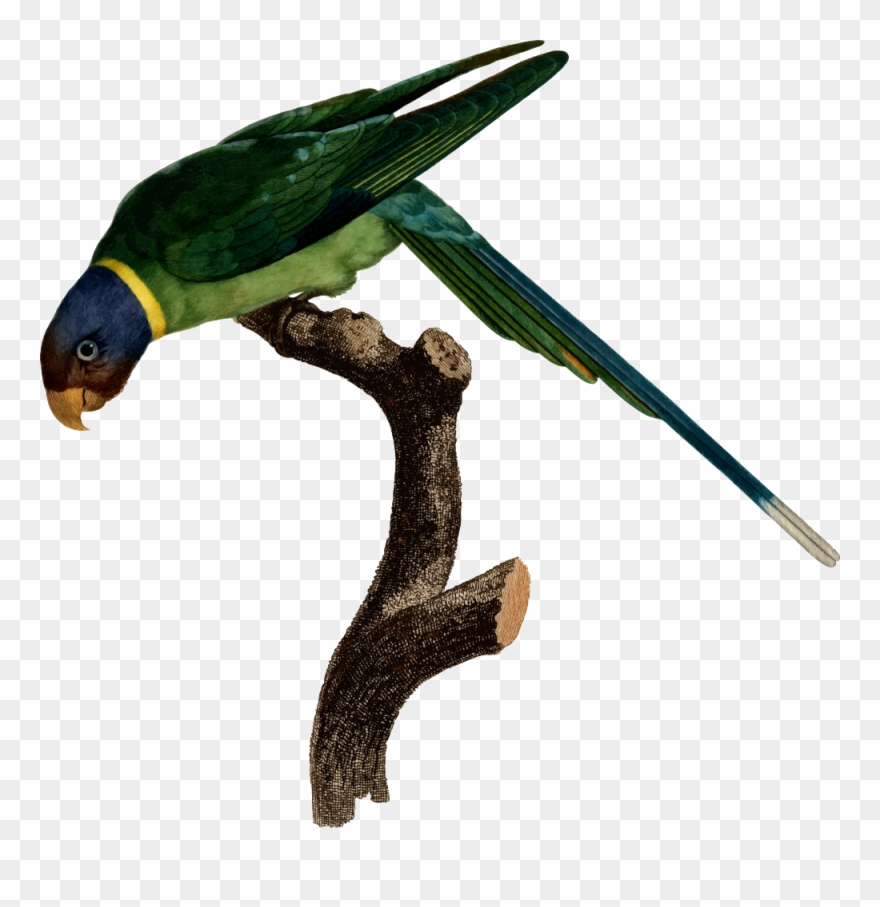 Parrot - Watermark Collection - Parrot Jungle Iv Clipart