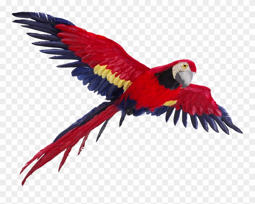 Parrot Clipart Picsart Png - Parrot Flying Png Transparent Png