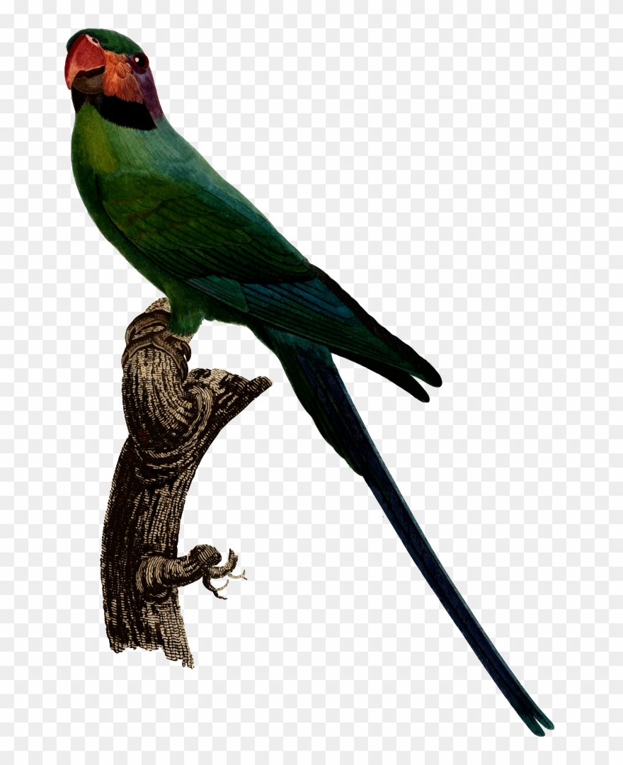 Parrot - Parakeet Clipart