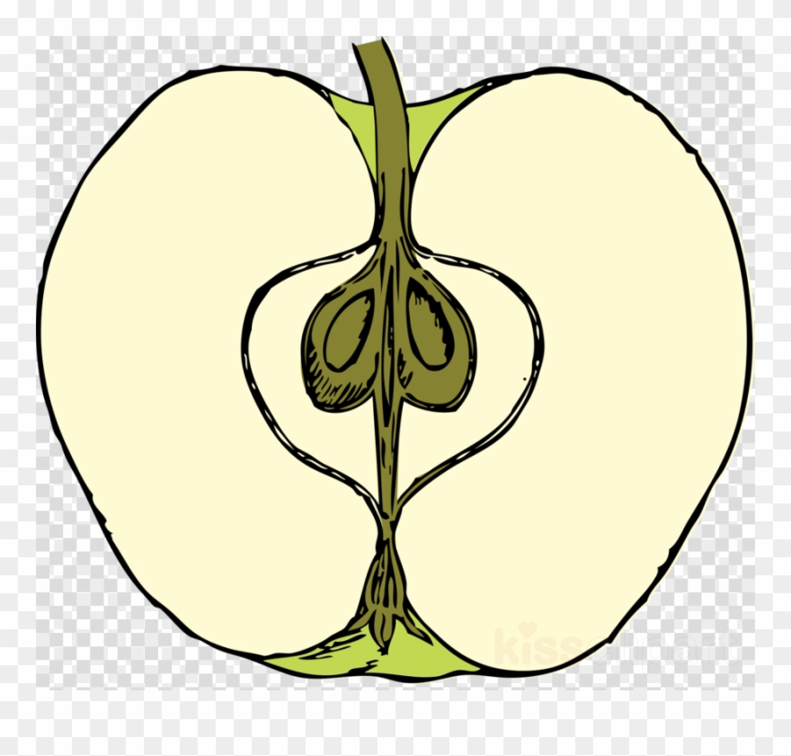 Apple Cut In Half Clipart Clip Art - Cross Section Of Apple Fruit - Png Download