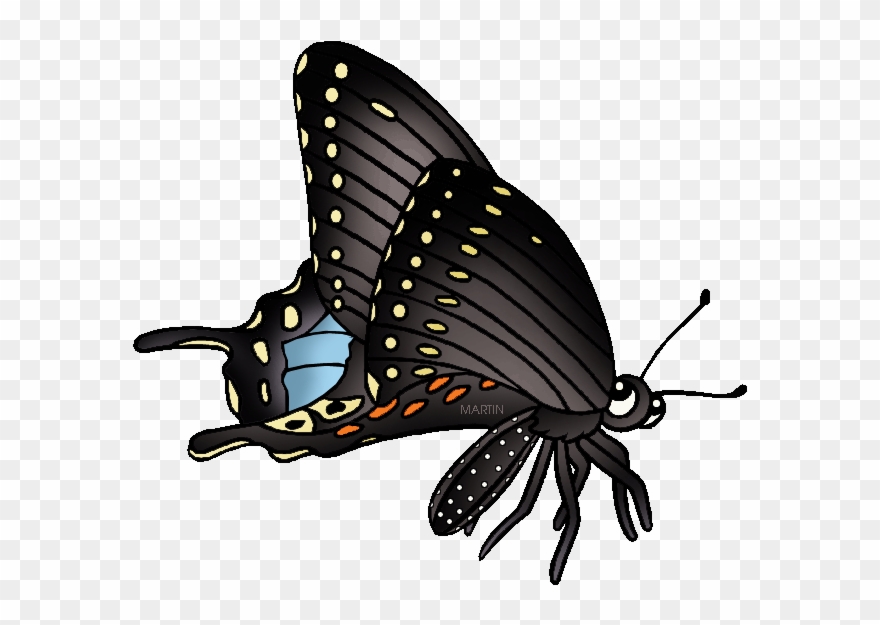 State Butterfly Of Oklahoma - Black Swallowtail Butterfly Clipart - Png Download