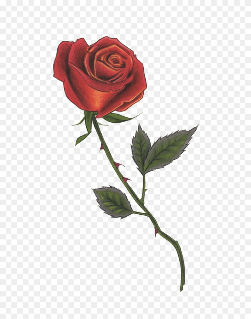 Red Rose - Red Rose Illustration Clipart