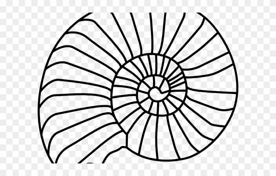 Snail Clipart Seashell - Easy Fossils To Draw - Png Download