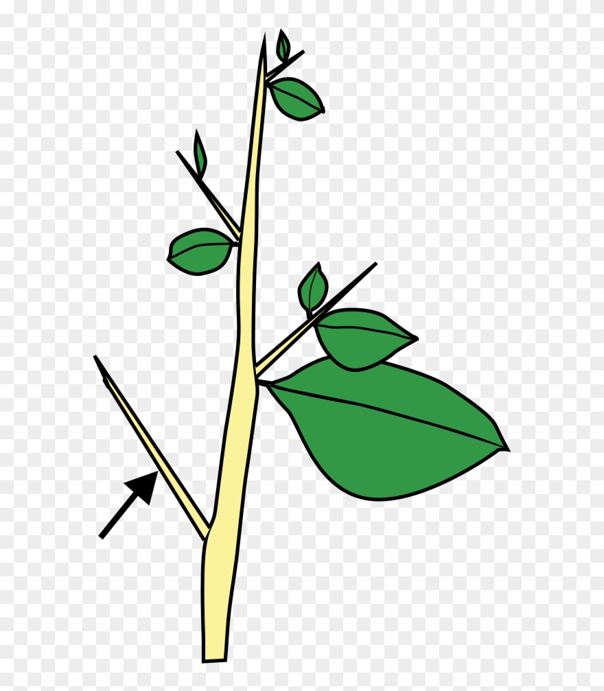 Stem Morphology Type Thorn - Carissa Thorn Stem Modification Clipart