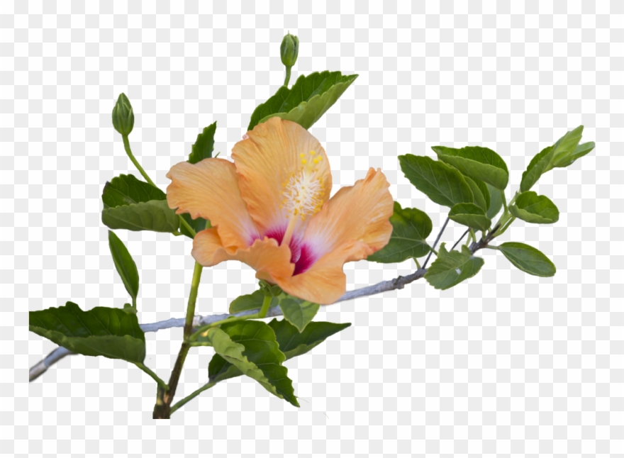 Hibiscus Flower And Leaves Clipart