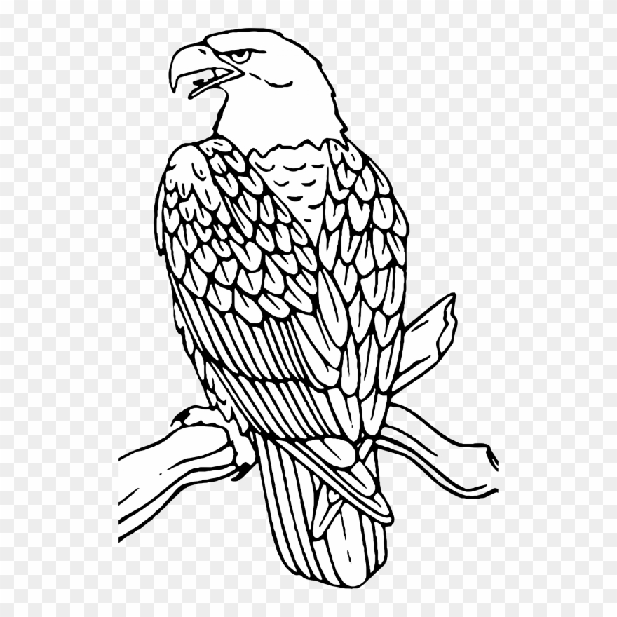 Eagle - Eagle Coloring Clipart