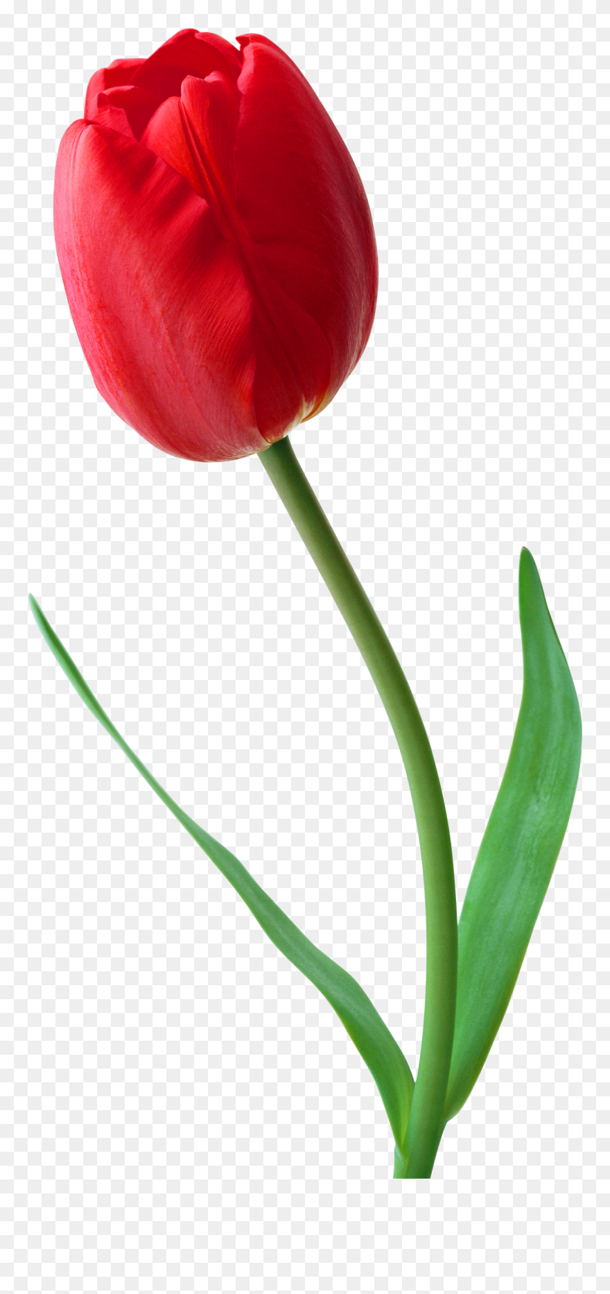 Large Png Red Tulip Clipart - Red Tulip Png Transparent Png