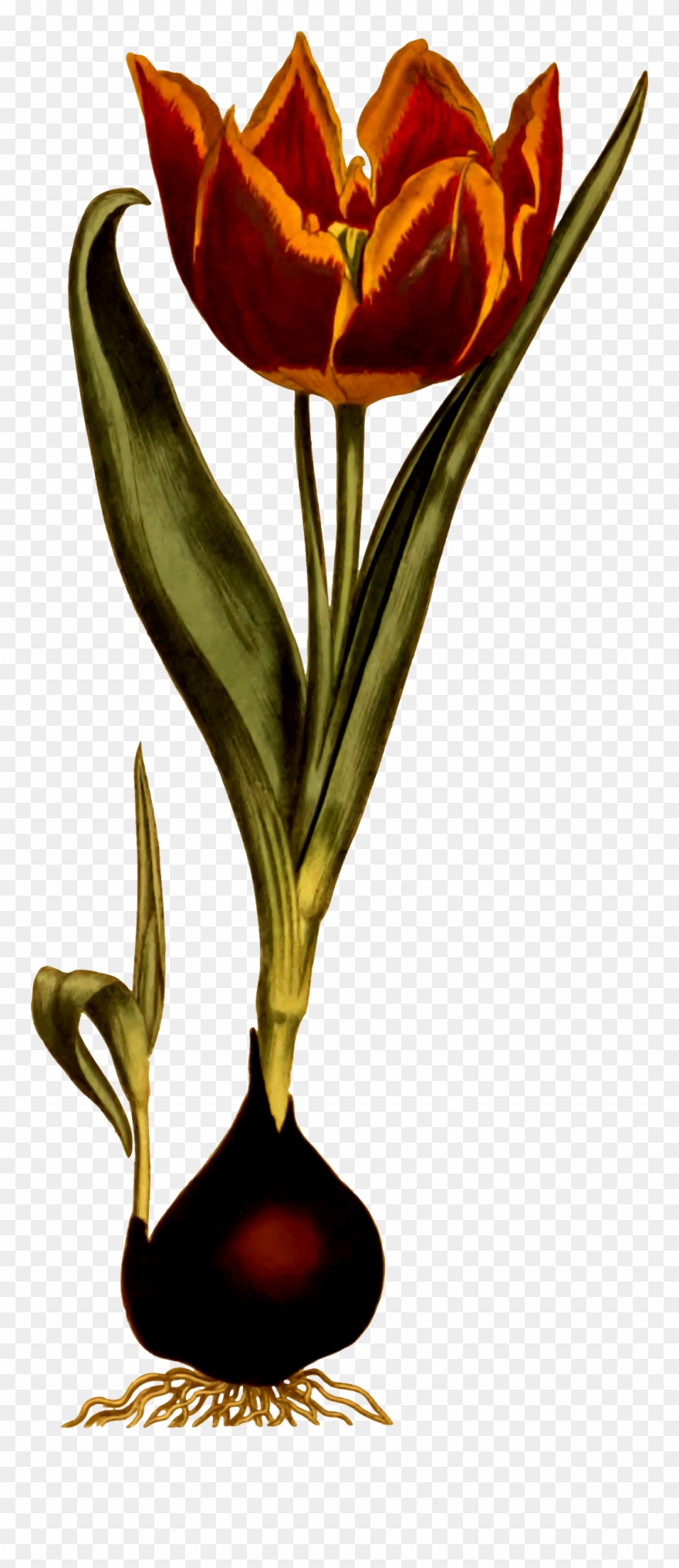 Big Image - Botanical Illustration Clipart