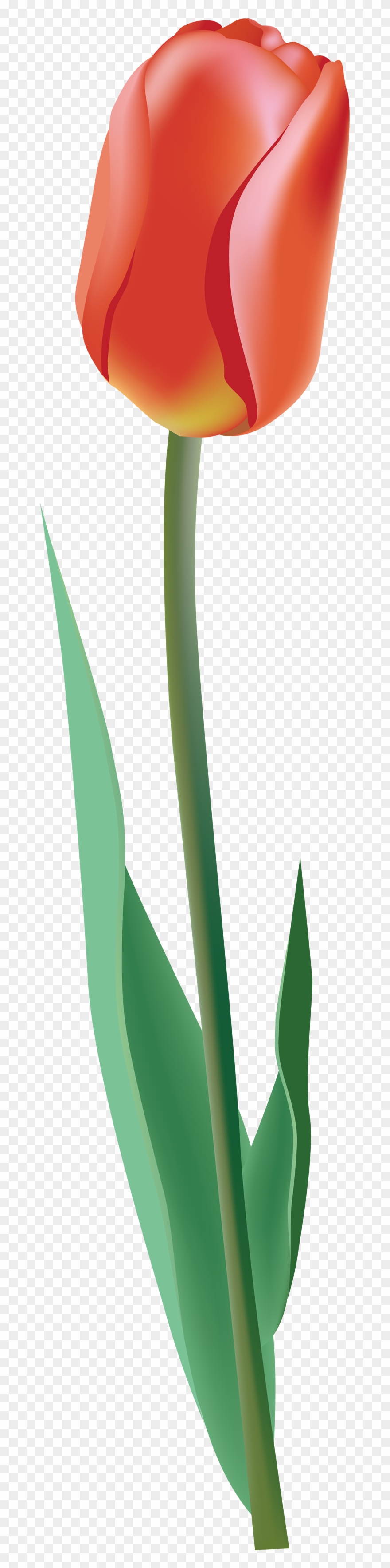 Tulip Clipart - Single Tulip Png Transparent Png