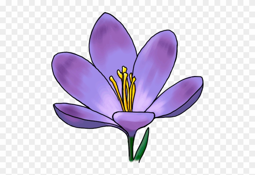 Clipart Freeuse Stock Flower Iridaceae Plant Purple - Draw A Crocus Step By Step - Png Download