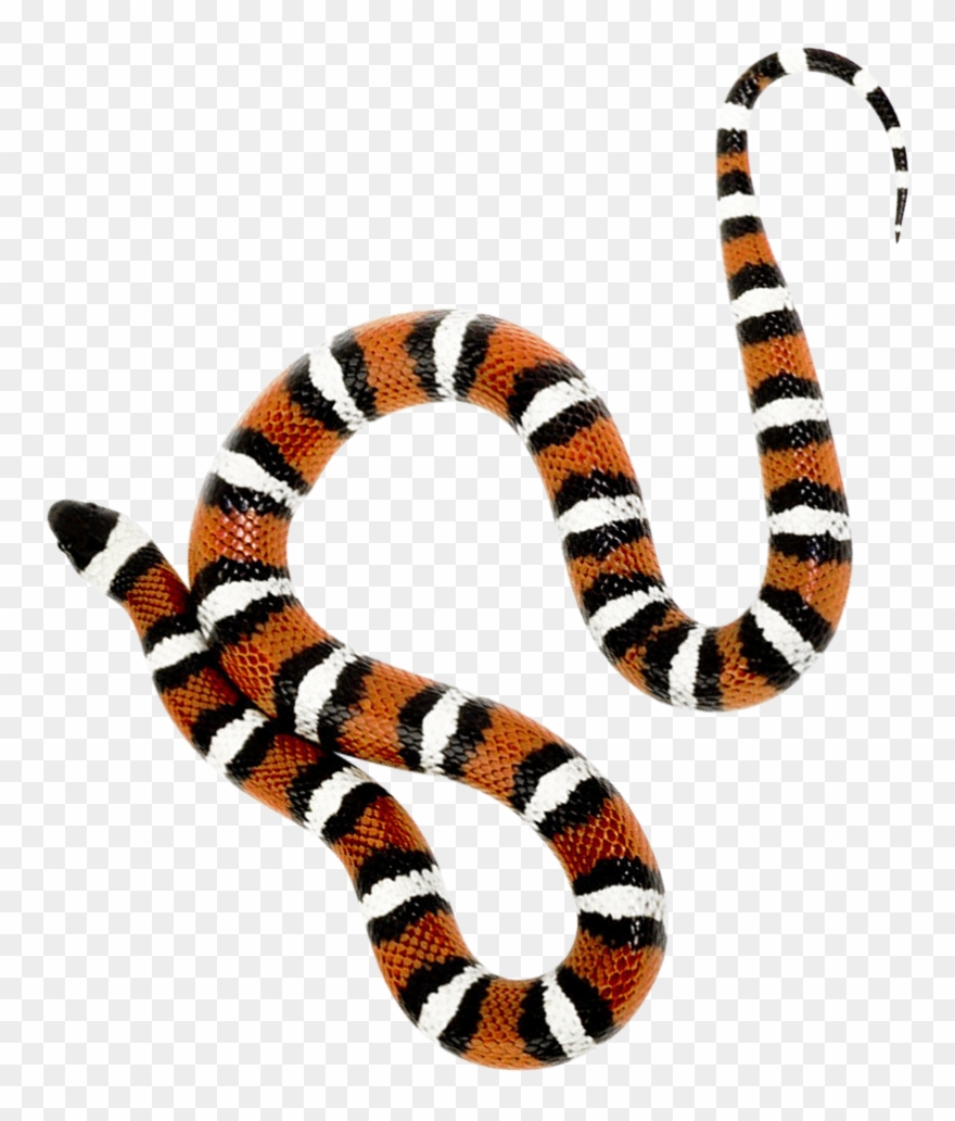 Png Image Purepng Free Transparent Cc Library - Snake Transparent Clipart
