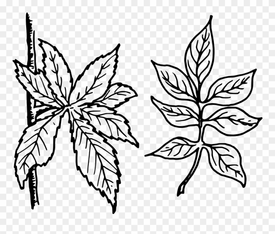 Free Vector Graphic Tree Leaves Leaves Botany Plant - Compound Leaves Clip Art Black And White - Png Download