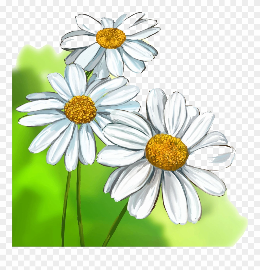 Png Black And White Stock Chrysanthemums Drawing Aster - Daisy Drawing Clipart