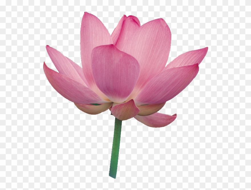 Фотки Flower Clipart, Rose Colored Glasses, Lotus Flower, - Joyful Manifestation: Ten Steps To Empower Yourself - Png Download