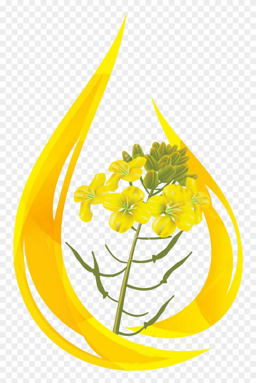Oil Clipart Mustard Oil - Mustard Flower Png Transparent Png