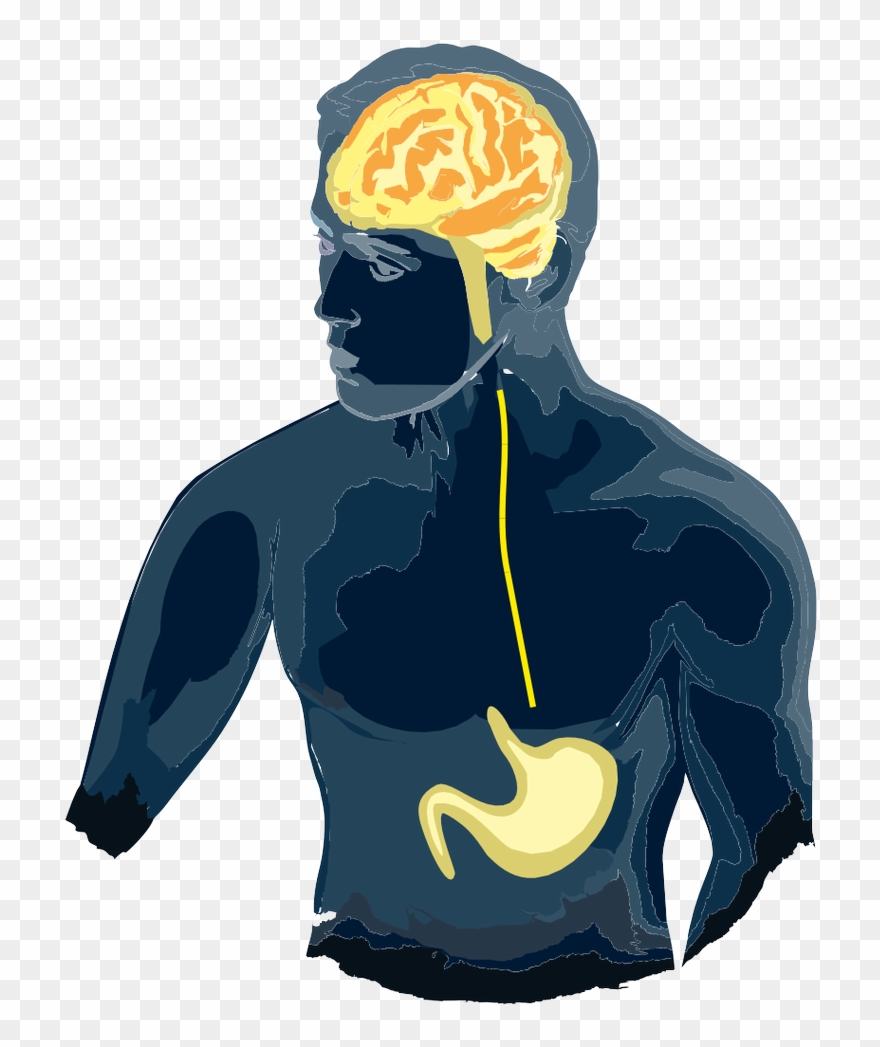 John P - Gut Brain Axis Clipart