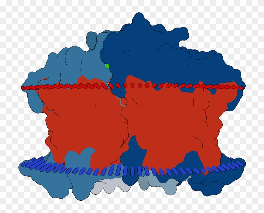 Transmembrane Flat Surface Display Opm Clipart