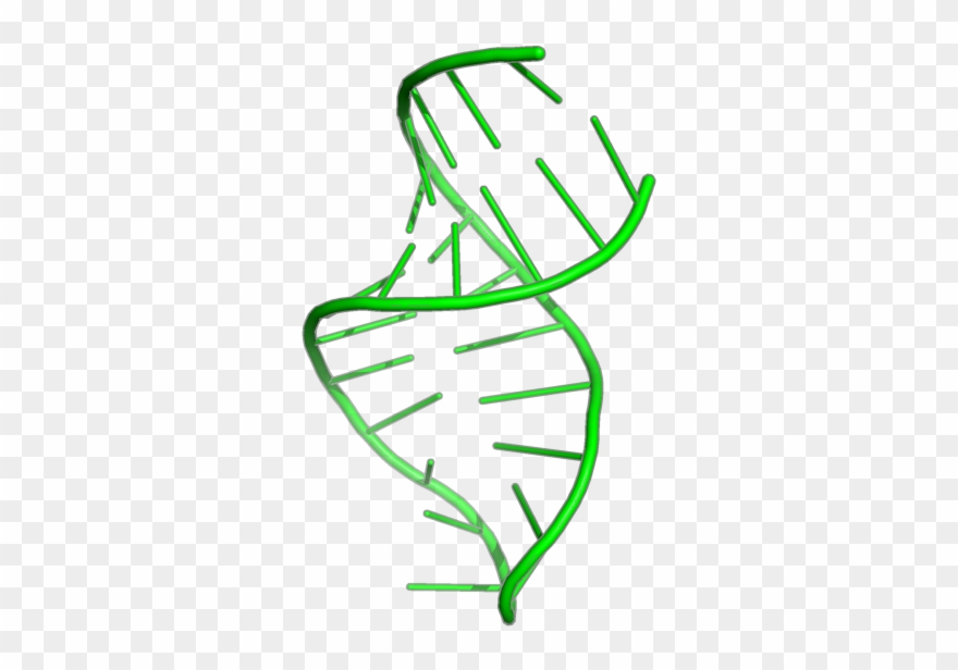 Solution Structure Of Helix 35 Stem Loop From E - Illustration Clipart