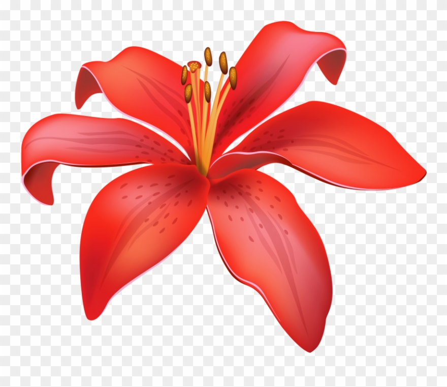 Lily Clipart Tomato Flower - Red Lily Flower Vector Png Transparent Png