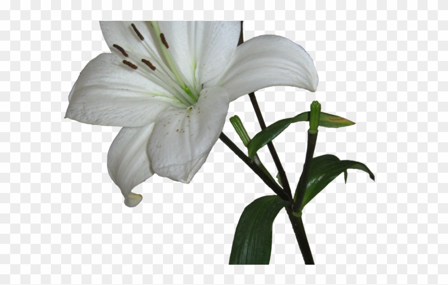 Lily Clipart Transparent Background - White Lily Transparent Background - Png Download