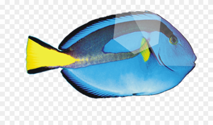 Peces De Mar Cartoon - Imagenes De Peces Png Clipart