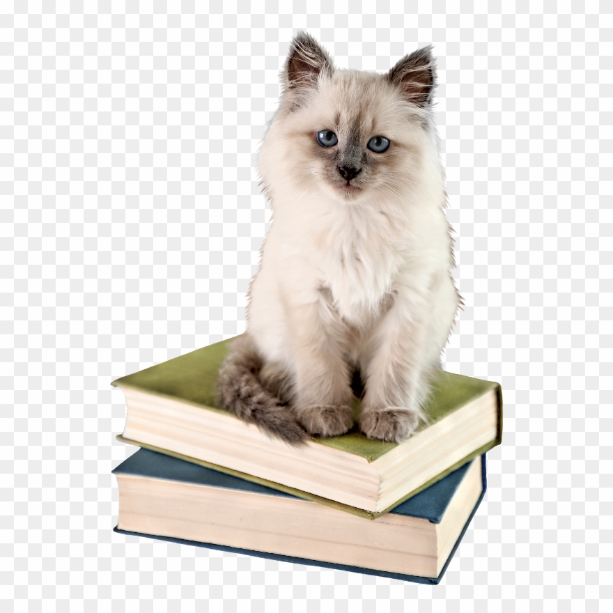 Chatons Chats Gato Katze Katter Kettir Cait - C Est La Rentree Animaux Clipart