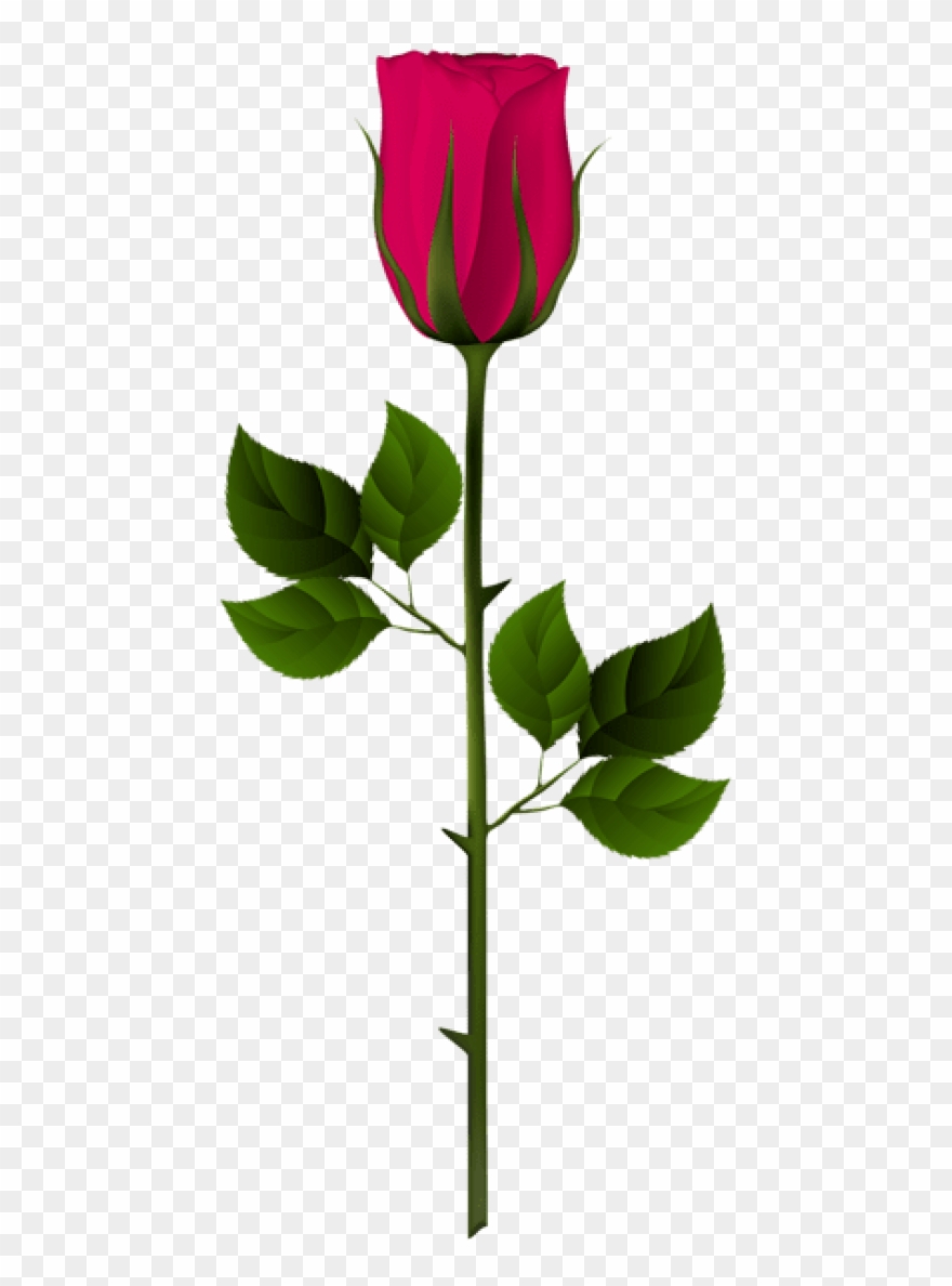 Free Png Pink Rose Bud Png Images Transparent - Garden Roses Clipart