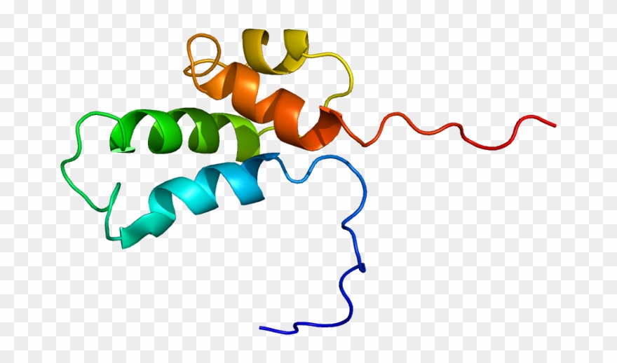 Dna Polymerase Beta Clipart