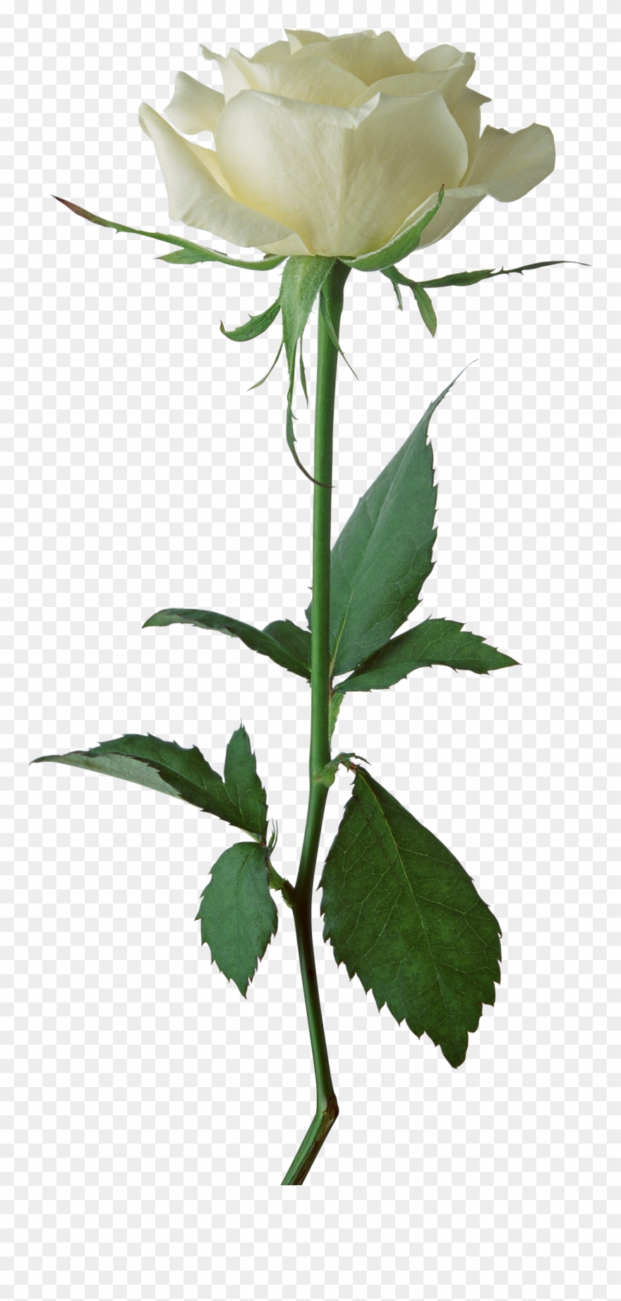 White Rose Clipart One White - One White Rose Png Transparent Png
