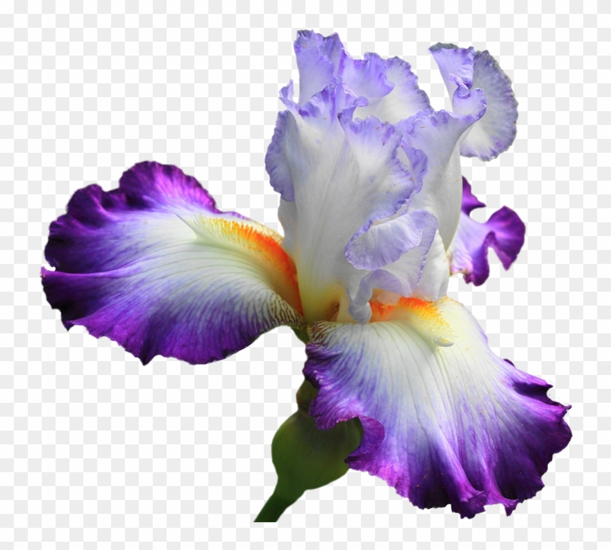Drawing Irises Purple Iris - Ирис Пнг Clipart