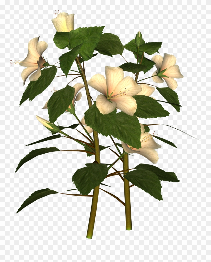 Tuesday October 5 2010 Hiding Clip Art Frustrated Clip - Datura Inoxia - Png Download