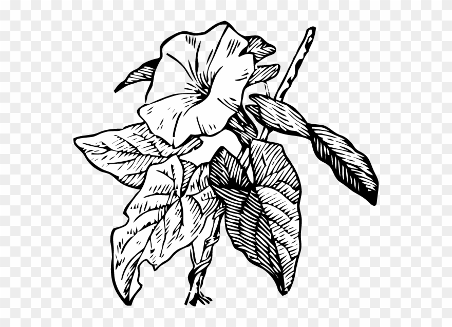 Transparent Drawing Morning Glory Clipart 2035532 Pinclipart In this week's video, i break down what i'm looking for in a reference photo and how to draw flowers at different angles. transparent drawing morning glory