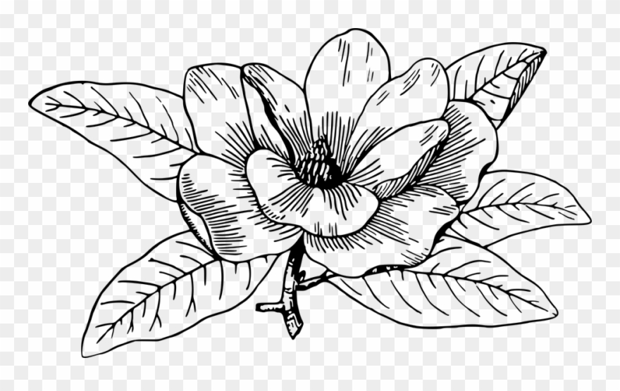 Flower Line Art 28, Buy Clip Art - Magnolia Flower Big Drawing - Png Download